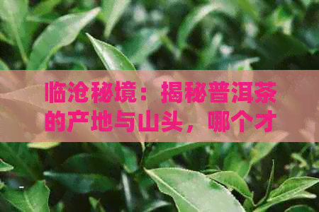 临沧秘境：揭秘普洱茶的产地与山头，哪个才是真正的古树茶？