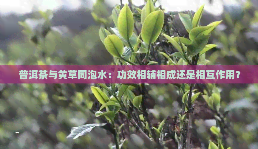 普洱茶与黄草同泡水：功效相辅相成还是相互作用？