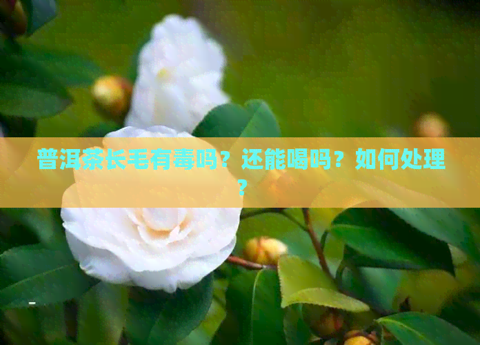 普洱茶长毛有吗？还能喝吗？如何处理？