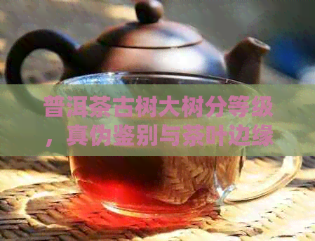 普洱茶古树大树分等级，真伪鉴别与茶叶边缘区分方法。