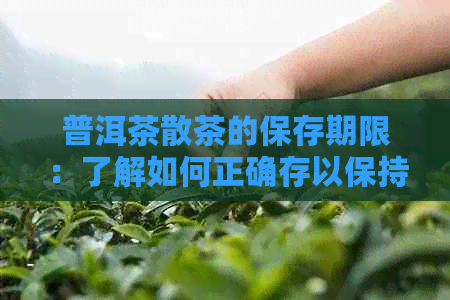 普洱茶散茶的保存期限：了解如何正确存以保持其品质和风味