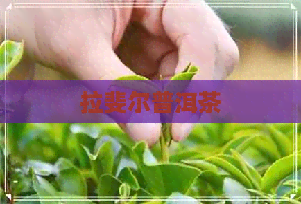 拉斐尔普洱茶