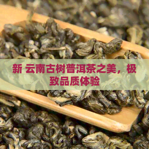 新 云南古树普洱茶之美，极致品质体验