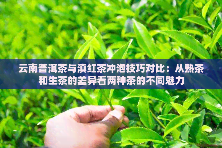 云南普洱茶与滇红茶冲泡技巧对比：从熟茶和生茶的差异看两种茶的不同魅力