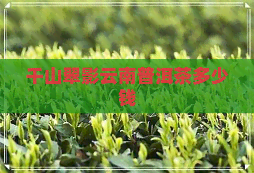 千山翠影云南普洱茶多少钱