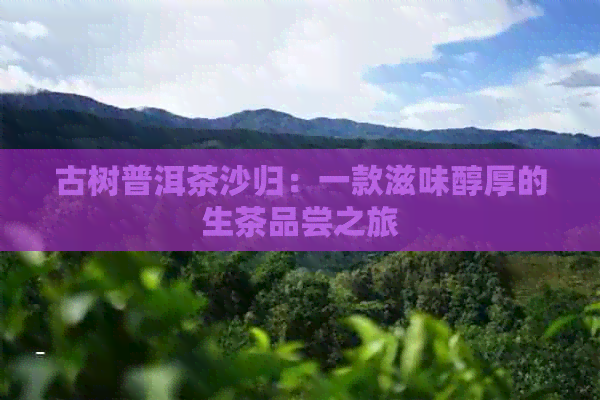 古树普洱茶沙归：一款滋味醇厚的生茶品尝之旅