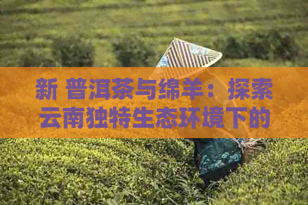 新 普洱茶与绵羊：探索云南独特生态环境下的文化交融