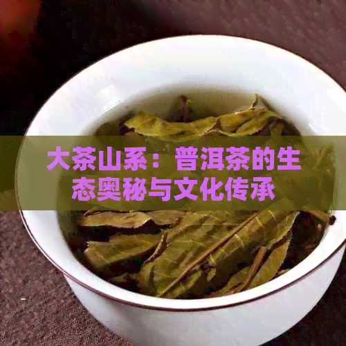 大茶山系：普洱茶的生态奥秘与文化传承