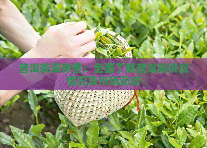 普洱茶库存量：全面了解普洱茶供应情况及市场动态