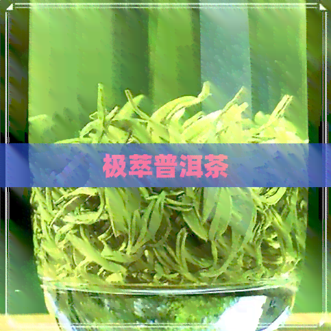 极萃普洱茶