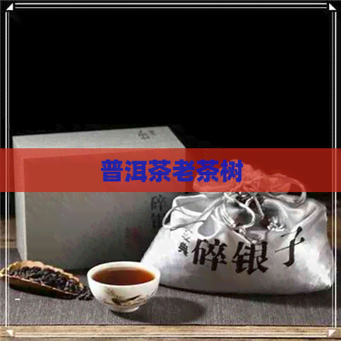 普洱茶老茶树