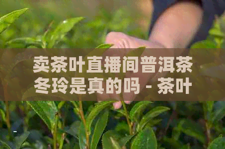 卖茶叶直播间普洱茶冬玲是真的吗 - 茶叶直播冬玲普洱茶真假揭秘