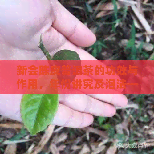 新会陈皮普洱茶的功效与作用，年份讲究及泡法——多少钱一斤？