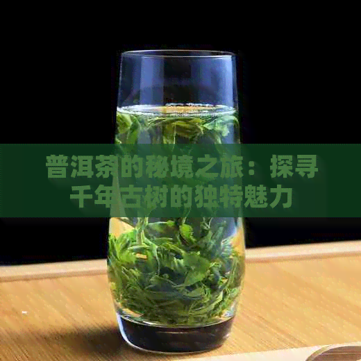 普洱茶的秘境之旅：探寻千年古树的独特魅力