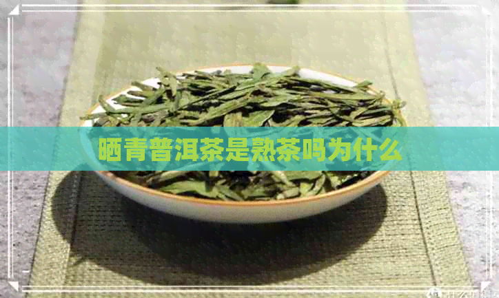 晒青普洱茶是熟茶吗为什么