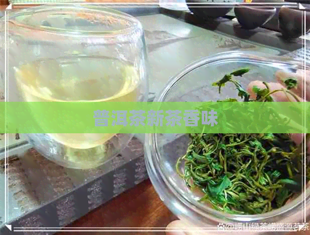 普洱茶新茶香味