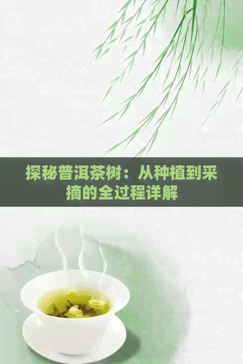 探秘普洱茶树：从种植到采摘的全过程详解