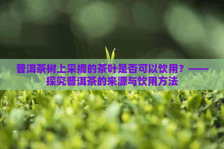 普洱茶树上采摘的茶叶是否可以饮用？——探究普洱茶的来源与饮用方法