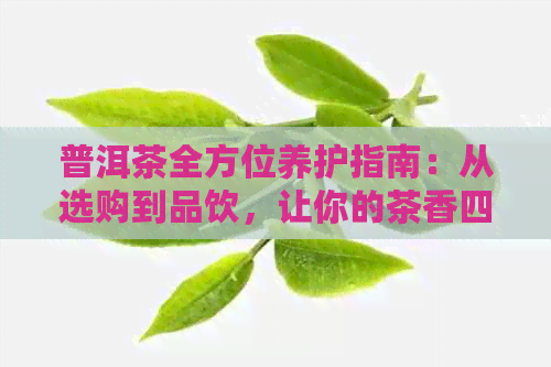 普洱茶全方位养护指南：从选购到品饮，让你的茶香四溢