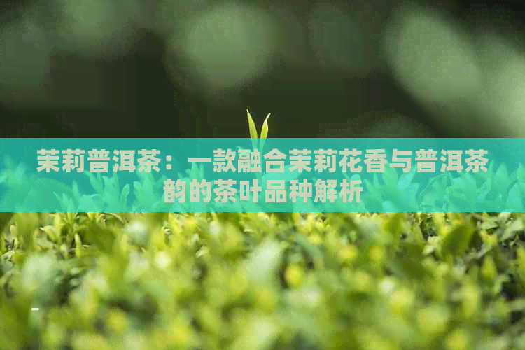 茉莉普洱茶：一款融合茉莉花香与普洱茶韵的茶叶品种解析