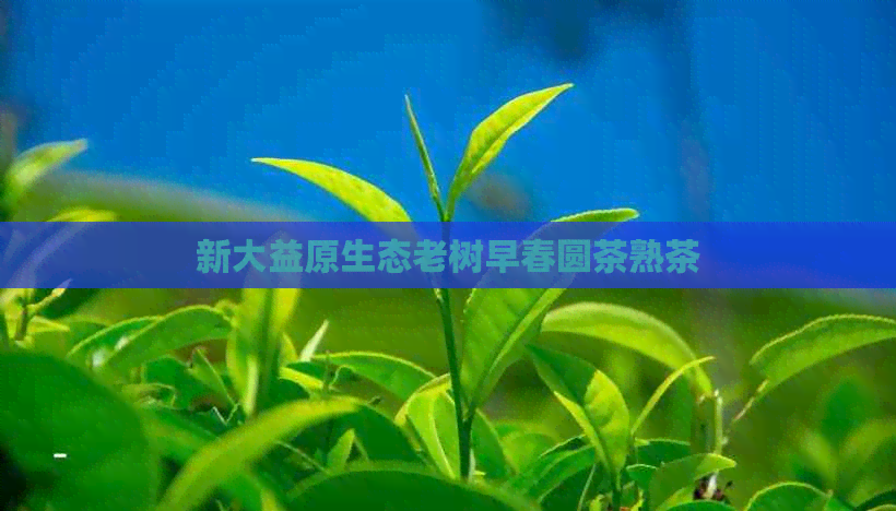 新大益原生态老树早春圆茶熟茶