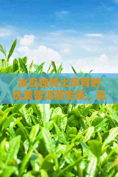 冰岛独特土孕育的优质普洱茶生茶，岛湖秘境中的价格秘密