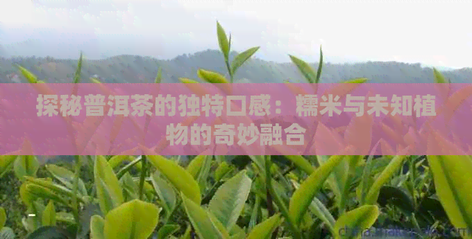 探秘普洱茶的独特口感：糯米与未知植物的奇妙融合