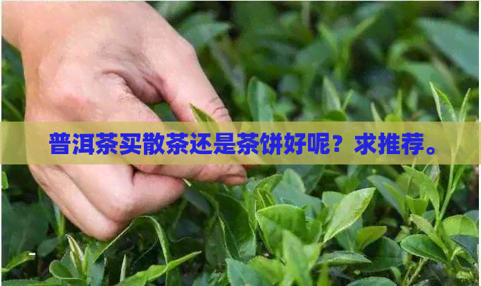 普洱茶买散茶还是茶饼好呢？求推荐。