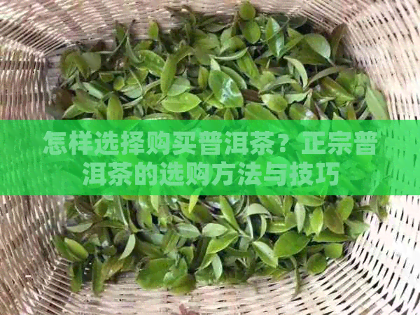 怎样选择购买普洱茶？正宗普洱茶的选购方法与技巧