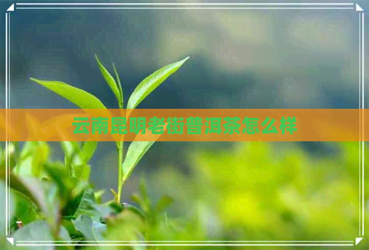 云南昆明老街普洱茶怎么样