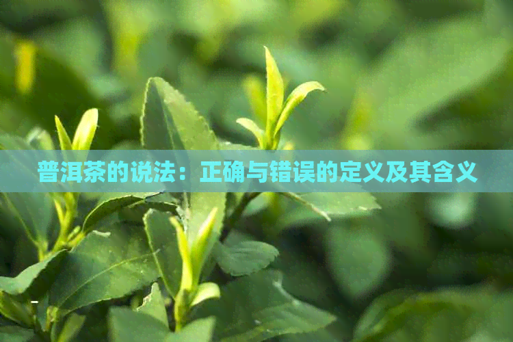 普洱茶的说法：正确与错误的定义及其含义