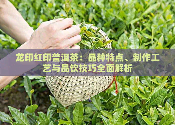 龙印红印普洱茶：品种特点、制作工艺与品饮技巧全面解析