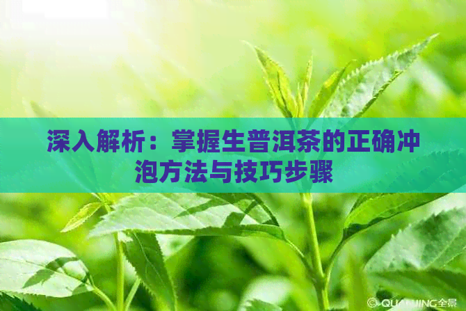 深入解析：掌握生普洱茶的正确冲泡方法与技巧步骤