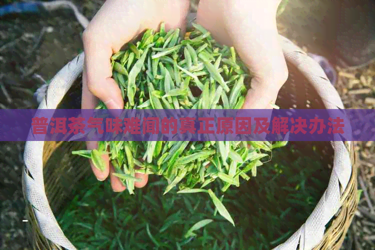 普洱茶气味难闻的真正原因及解决办法