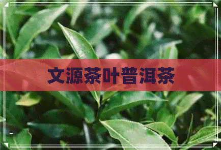 文源茶叶普洱茶