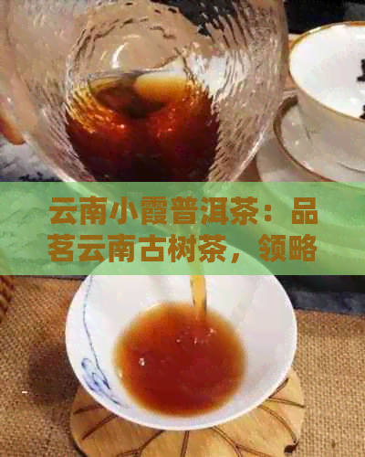 云南小霞普洱茶：品茗云南古树茶，领略茶文化之美