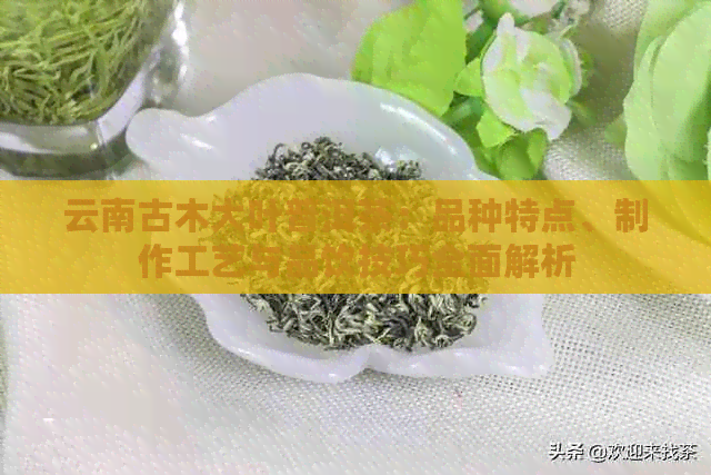 云南古木大叶普洱茶：品种特点、制作工艺与品饮技巧全面解析