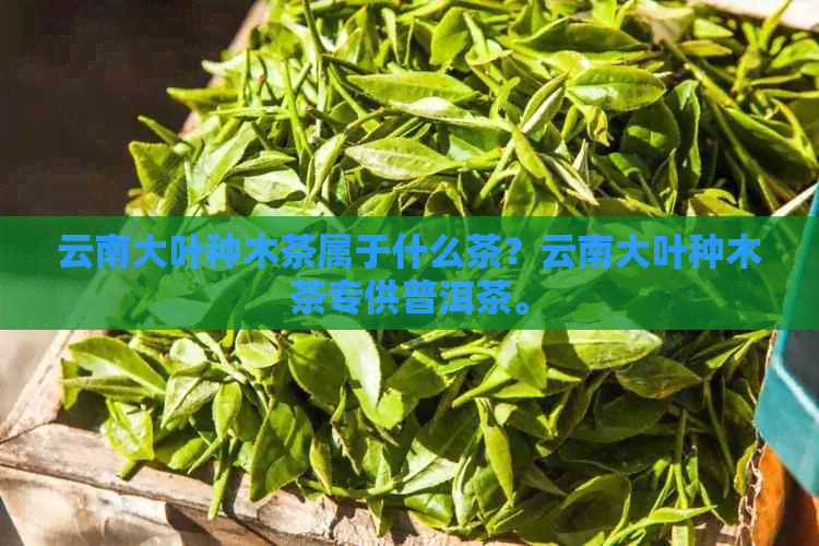 云南大叶种木茶属于什么茶？云南大叶种木茶专供普洱茶。