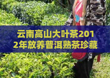 云南高山大叶茶2012年放养普洱熟茶珍藏版：一款口感独特的陈年佳酿