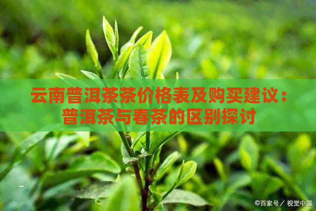 云南普洱茶茶价格表及购买建议：普洱茶与春茶的区别探讨