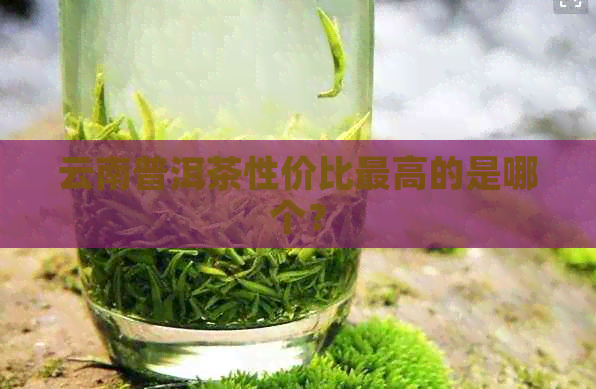 云南普洱茶性价比更高的是哪个？