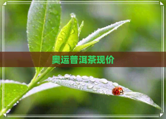 奥运普洱茶现价