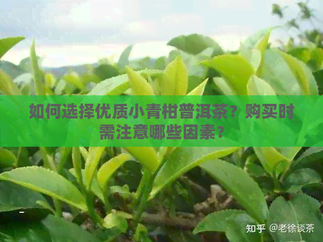 如何选择优质小青柑普洱茶？购买时需注意哪些因素？