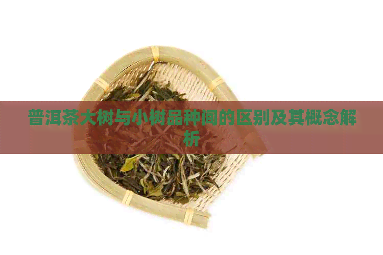 普洱茶大树与小树品种间的区别及其概念解析