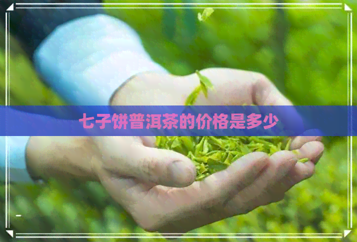 七子饼普洱茶的价格是多少