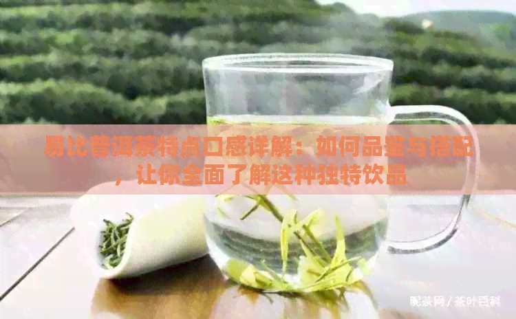 易比普洱茶特点口感详解：如何品鉴与搭配，让你全面了解这种独特饮品