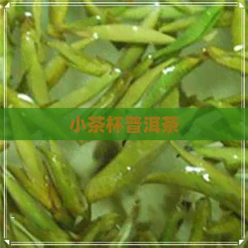 小茶杯普洱茶