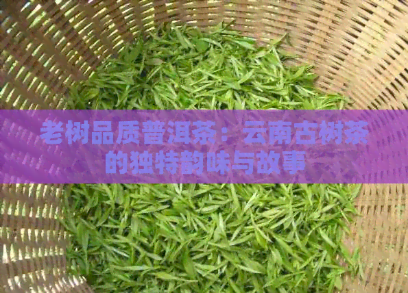 老树品质普洱茶：云南古树茶的独特韵味与故事