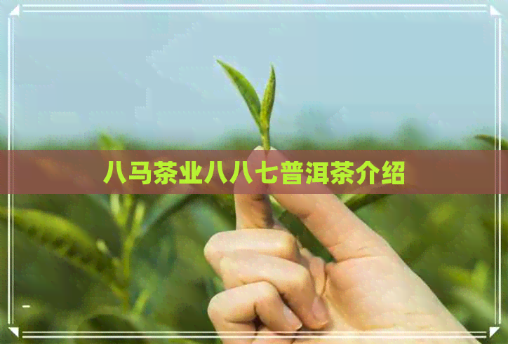 八马茶业八八七普洱茶介绍