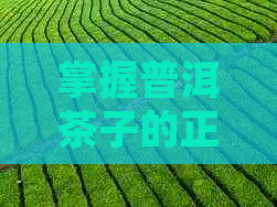 掌握普洱茶子的正确使用方法，让你泡出更美味的普洱茶